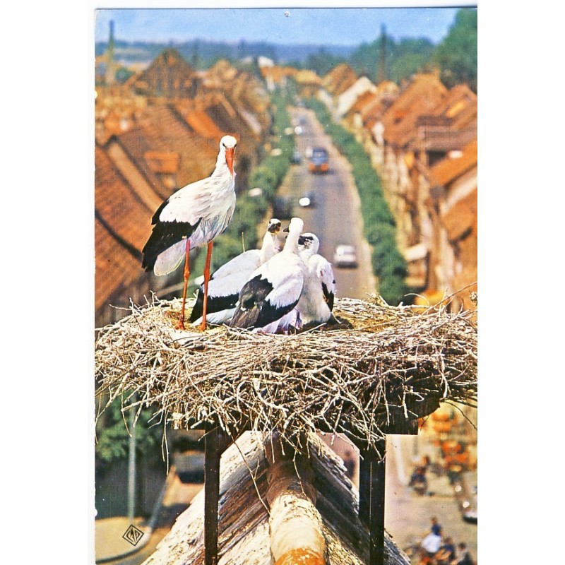 CARTE POSTALE - LES CIGOGNES EN ALSACE DANS LEUR NID 