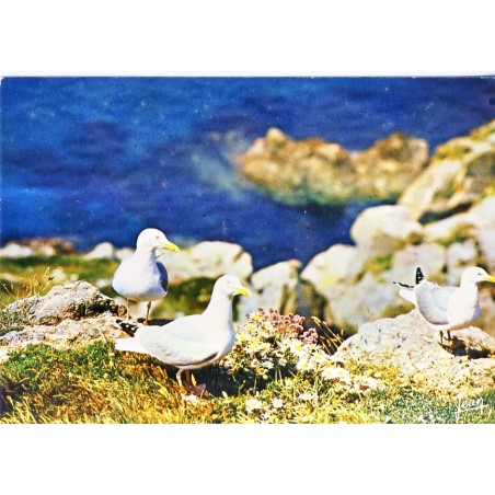 CARTE POSTALE GOELANDS ARGENTES