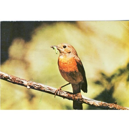 CARTE POSTALE ROUGE QUEUE - JEUNESSE AU PLEIN AIR DU HAUT RHIN