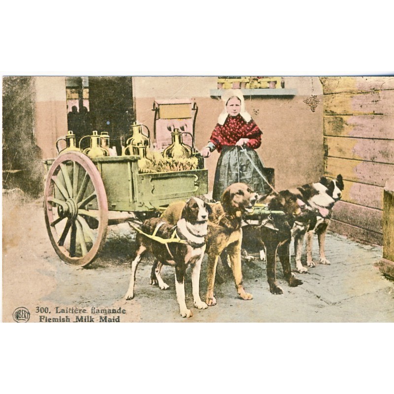 CARTE POSTALE ATTELAGE DE CHIENS - LAITIERE FLAMANDE