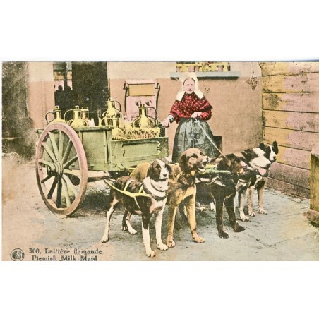 CARTE POSTALE ATTELAGE DE CHIENS - LAITIERE FLAMANDE