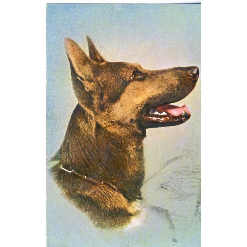 CARTE POSTALE TETE DE BERGER ALSACIEN