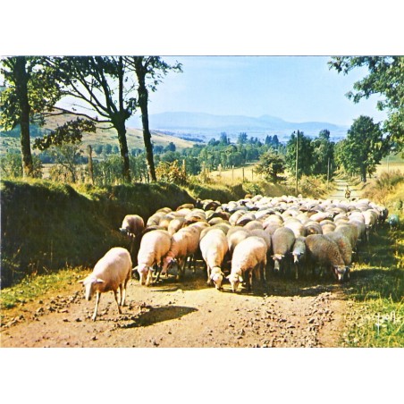CARTE POSTALE MOUTONS SUR LES ROUTES D'AUVERGNE