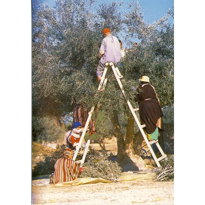 CARTE POSTALE FRUITS - LA CUEILLETTE DES OLIVES - TUNISIE