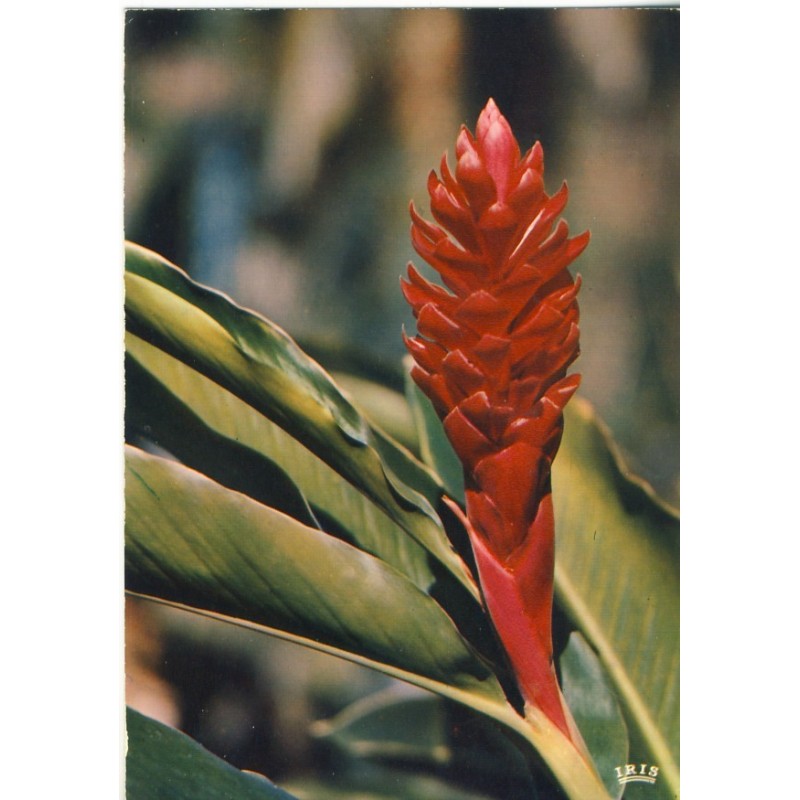 CARTE POSTALE FLEURS - ALPINIA