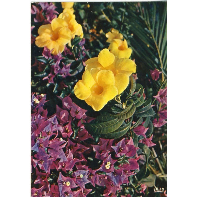 CARTE POSTALE FLEURS - ALAMANDA ET BOUGAINVILLIER