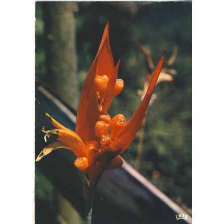CARTE POSTALE FLEURS - OISEAU DE PARADIS
