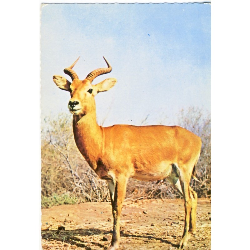 CARTE POSTALE ANTILOPE - FAUNE AFRICAINE