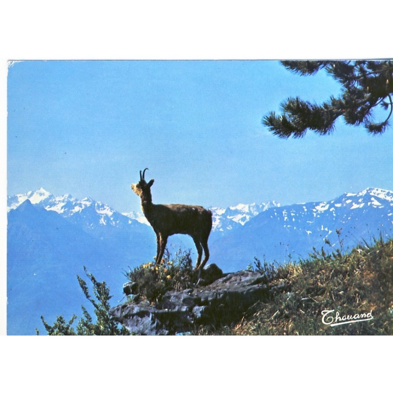 CARTE POSTALE ISARD - LES PYRENEES