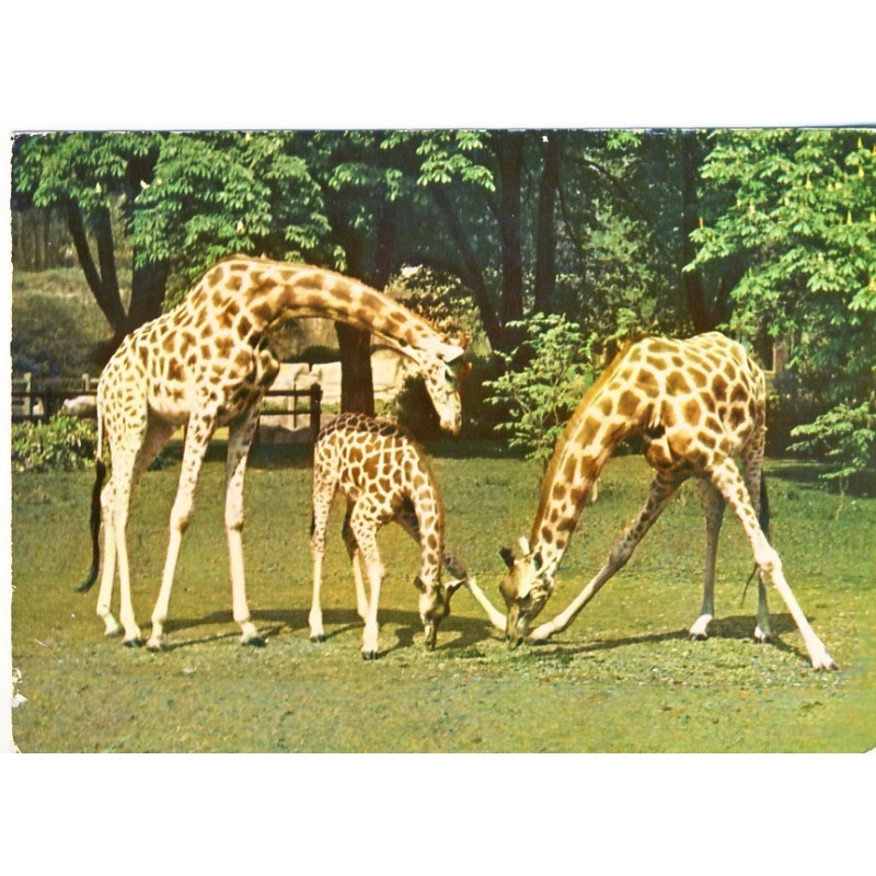 CARTE POSTALE GIRAFES D'AFRIQUE - PARC ZOOLOGIQUE - PARIS