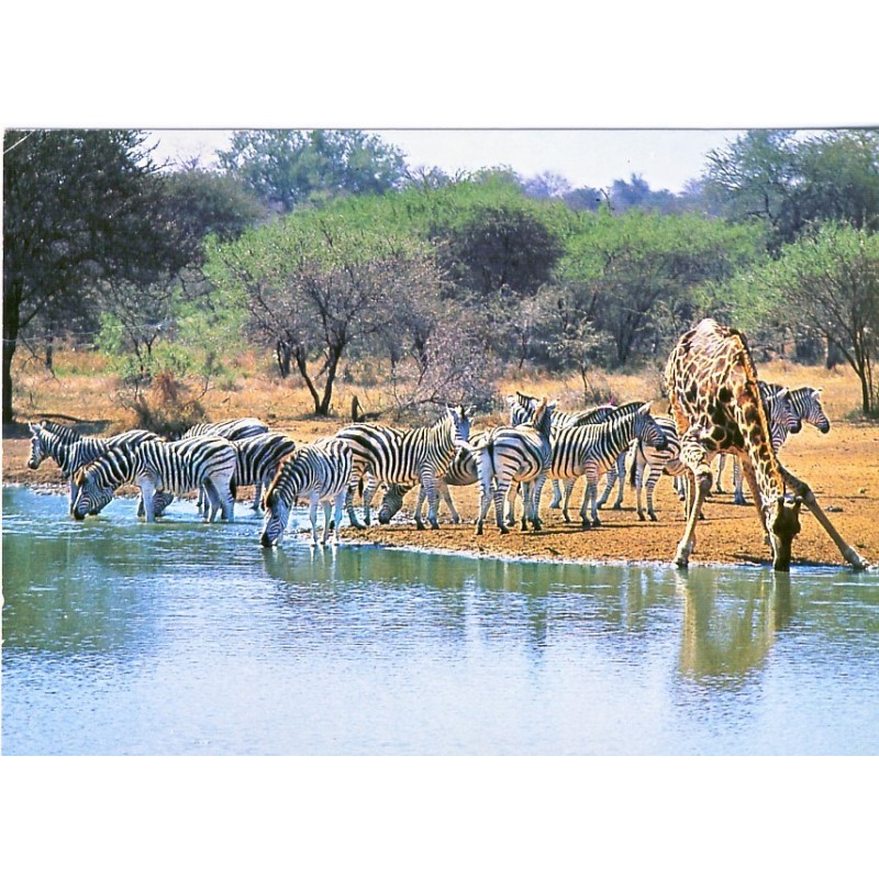 CARTE POSTALE GIRAFE ET ZEBRES