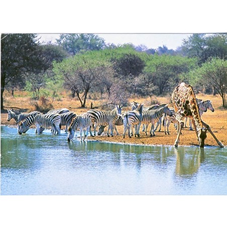 CARTE POSTALE GIRAFE ET ZEBRES