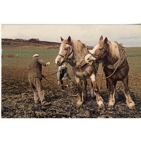 CARTE POSTALE CHEVAUX - LABOURS EN BRETAGNE