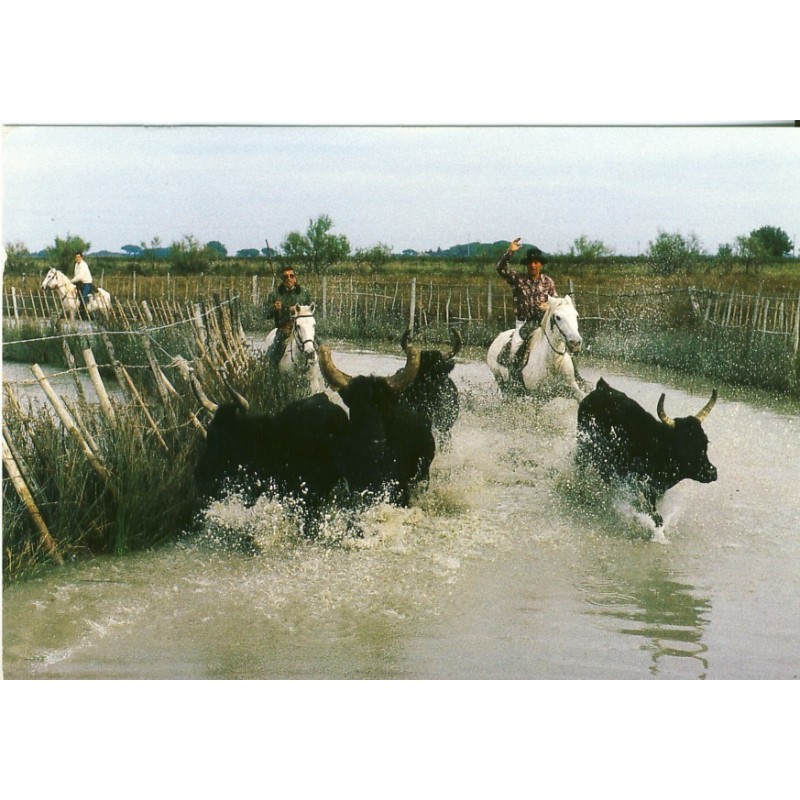 CARTE POSTALE CHEVAUCHEE DANS LES MARAIS EN CAMARGUE