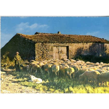 CARTE POSTALE MOUTONS - LA BERGERIE EN PROVENCE