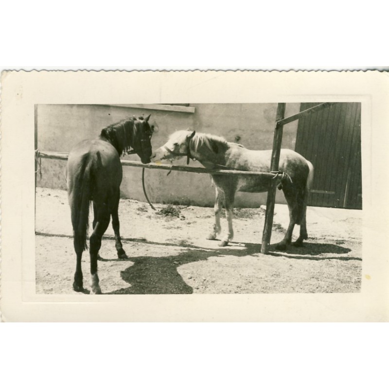 CARTE POSTALE CHEVAUX CAMARGUAIS