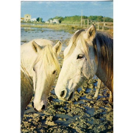 CARTE POSTALE CHEVAUX  EN CAMARGUE - UN TENDRE FLIRT