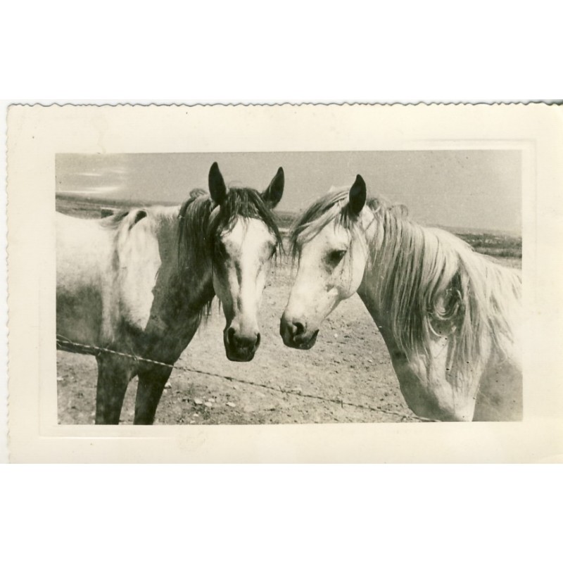 CARTE POSTALE CHEVAUX CAMARGUAIS