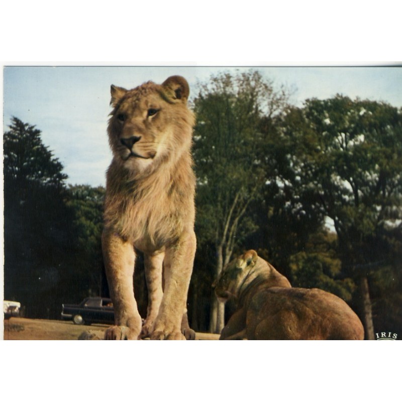 CARTE POSTALE LIONS - RESERVE AFRICAINE DE THOIRY