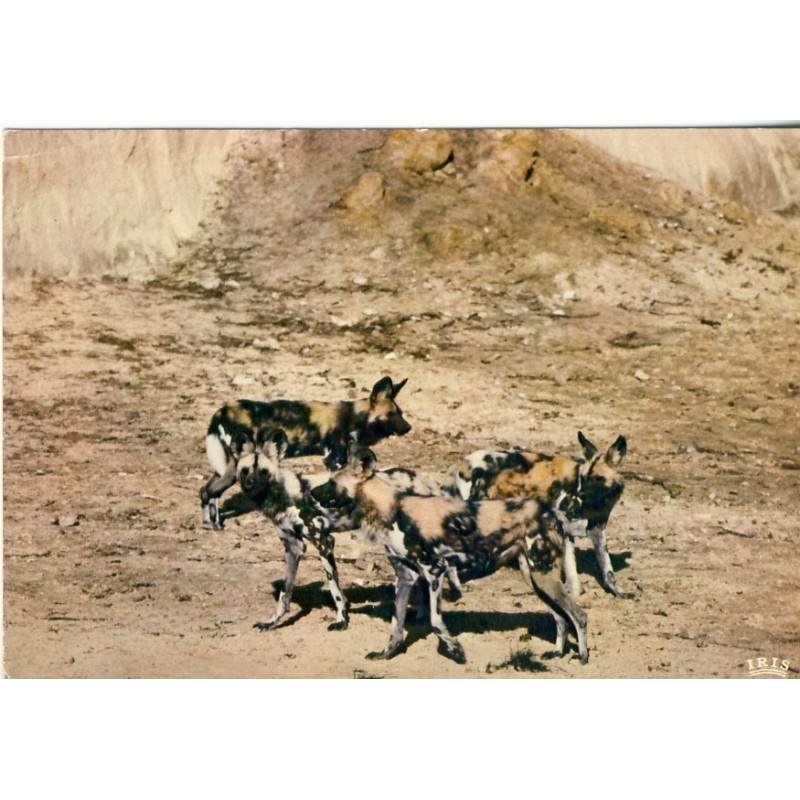 CARTE POSTALE LYCAONS - RESERVE AFRICAINE  DE THOIRY