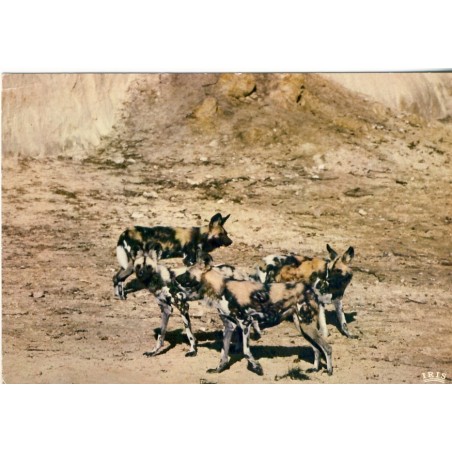 CARTE POSTALE LYCAONS - RESERVE AFRICAINE  DE THOIRY