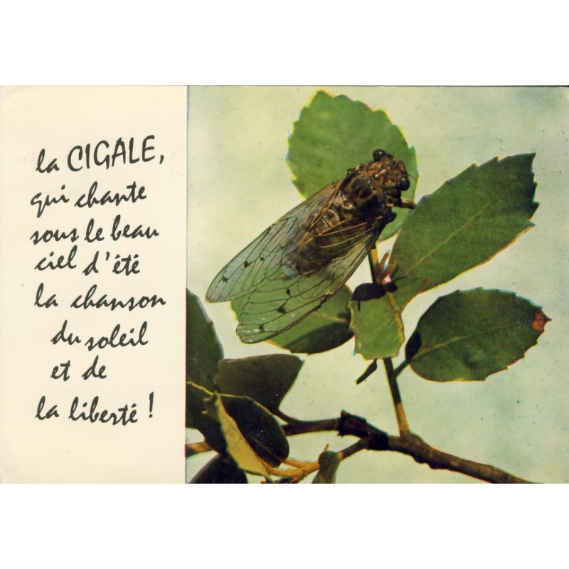 CARTE POSTALE  LA CIGALE QUI CHANTE