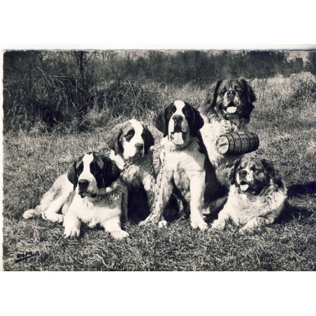 CARTE POSTALE SAINT BERNARD - ELEVAGE DU PLATEAU DE RAINCY