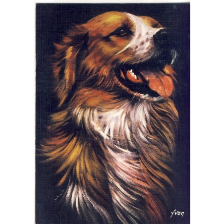 CARTE POSTALE CHIEN PAR SCHRUB