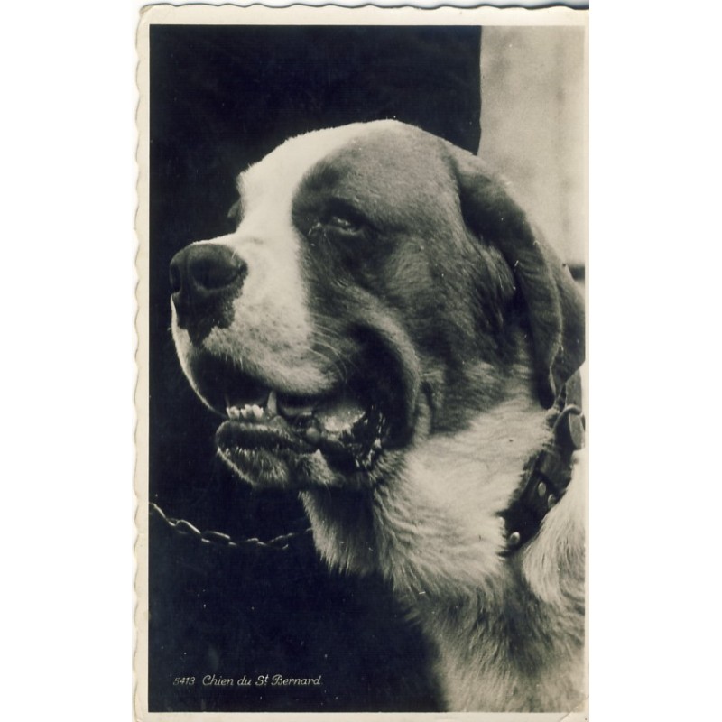 CARTE POSTALE CHIEN DU ST BERNARD