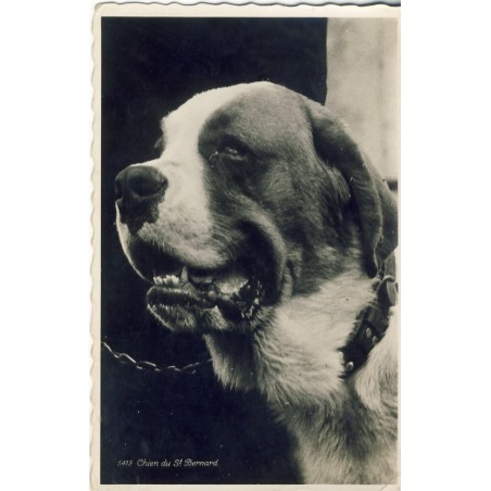 CARTE POSTALE CHIEN DU ST BERNARD