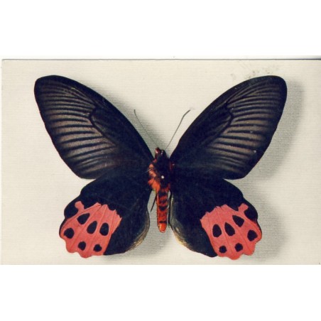 CARTE POSTALE PAPILLON - PAPILIO HORISHANUS﻿