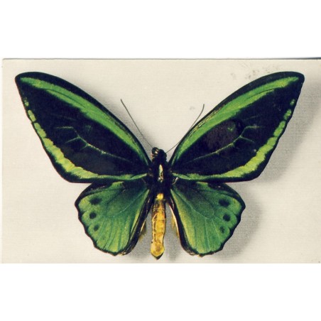 CARTE POSTALE PAPILLON - ORNITHOPTERA ARUANA﻿ 