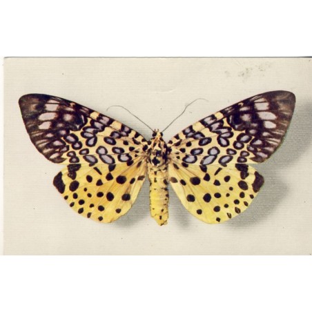 CARTE POSTALE PAPILLON -MOORA ARGUS﻿