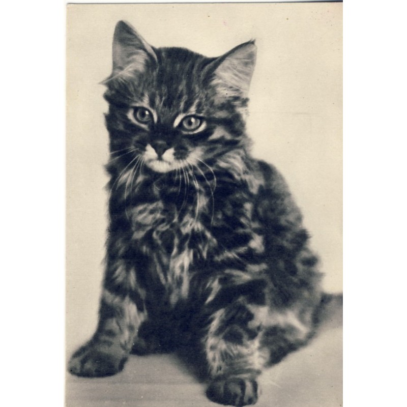 CARTE POSTALE CHATON TIGRE