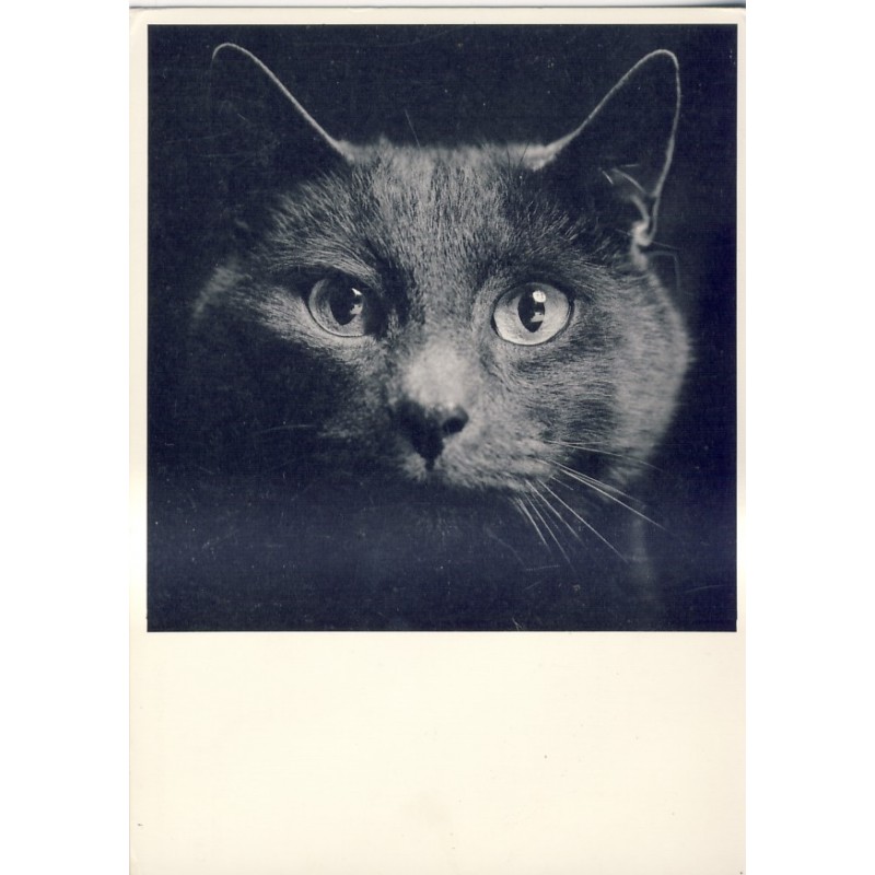 CARTE POSTALE CHAT DANS LE NOIR - KOOS BREUKEL