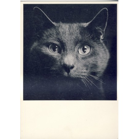 CARTE POSTALE CHAT DANS LE NOIR - KOOS BREUKEL