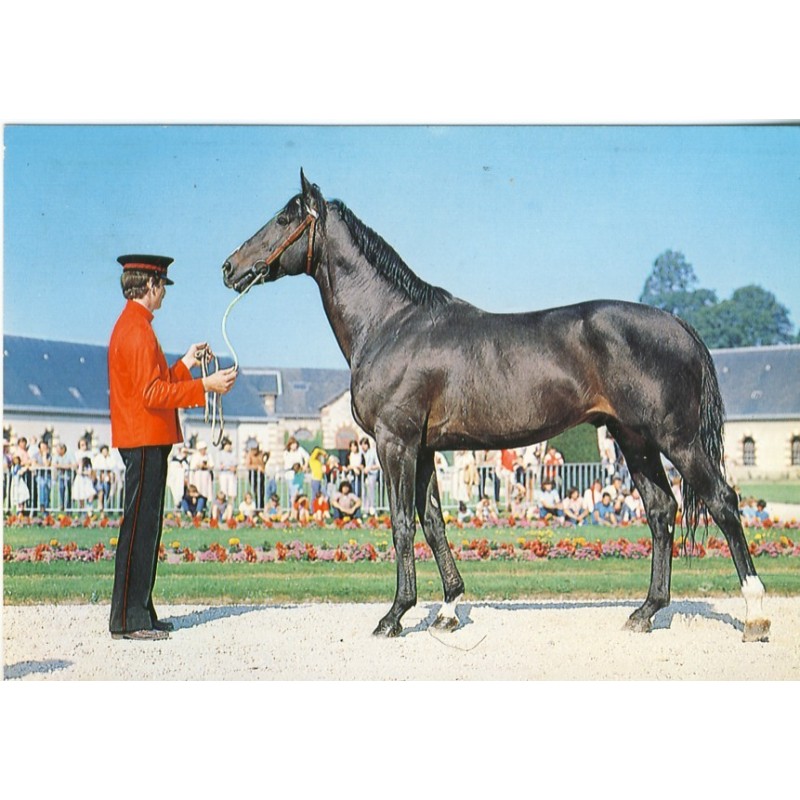 CARTE POSTALE de la MANCHE - 50 - SAINT LO - LE HARAS - ETALON PUR SANG