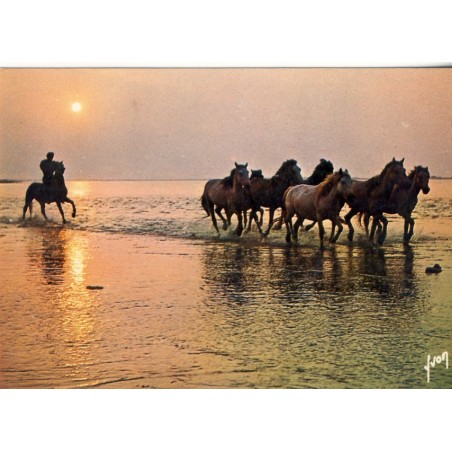 CARTE POSTALE - CREPUSCULE AU BORD DE LA MEDITERRANEE - CHEVAUX EN CAMARGUE