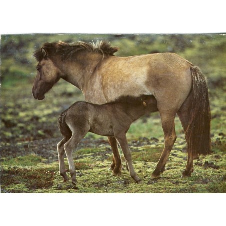 CARTE POSTALE CHEVAUX D'ISLANDE