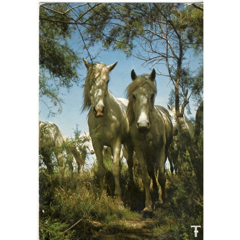 CARTE POSTALE CHEVAUX CAMARGUAIS DANS LES TAMARIS