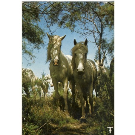 CARTE POSTALE CHEVAUX CAMARGUAIS DANS LES TAMARIS