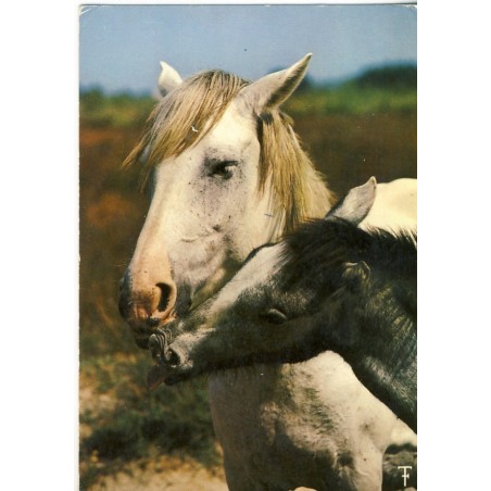 CARTE POSTALE JUMENT CAMARGUE ET SON POULAIN TENDRESSE