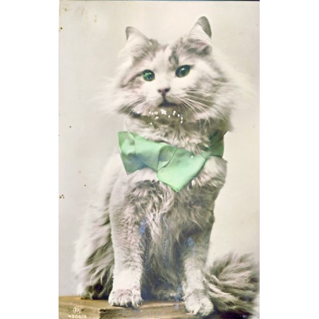 CARTE POSTALE CHAT A NOEUD PAPILLON VERT - RPH (ROTOPHOT BERLIN) 