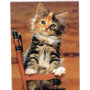 CARTE POSTALE CHATON DE GOUTTIERE SUR UNE CHAISE