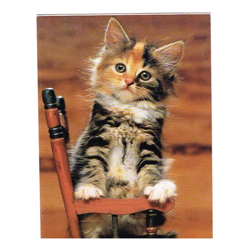 CARTE POSTALE CHATON DE GOUTTIERE SUR UNE CHAISE