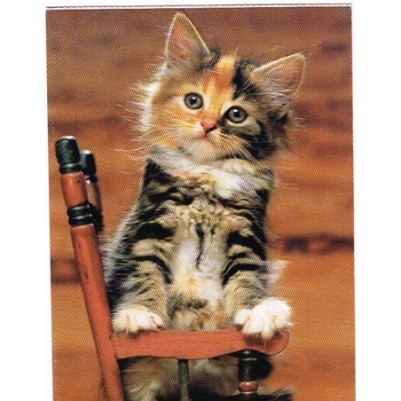 CARTE POSTALE CHATON DE GOUTTIERE SUR UNE CHAISE