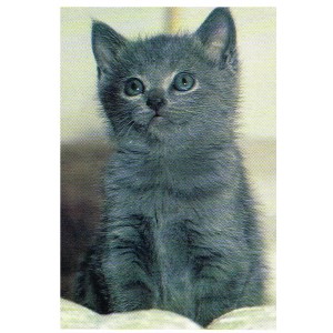 CARTE POSTALE CHARTREUX