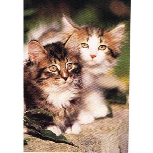 CARTE POSTALE CHATS DES FORETS NORVEGIENNES