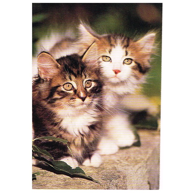 CARTE POSTALE CHATS DES FORETS NORVEGIENNES