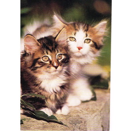 CARTE POSTALE CHATS DES FORETS NORVEGIENNES